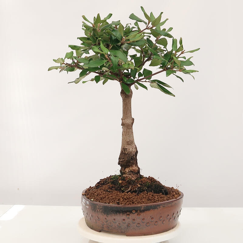 Outdoor bonsai-Kalina Bodnanská - Viburum carlesii