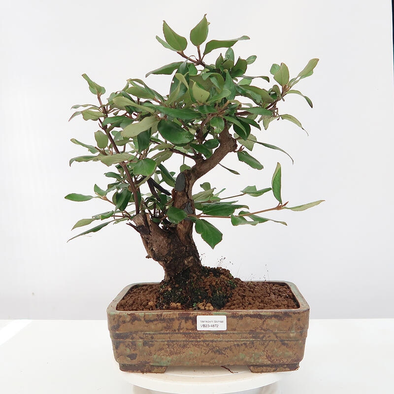 Outdoor bonsai-Kalina Bodnanská - Viburum carlesii