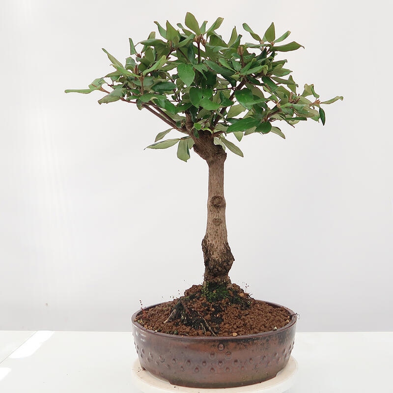 Outdoor bonsai-Kalina Bodnanská - Viburum carlesii