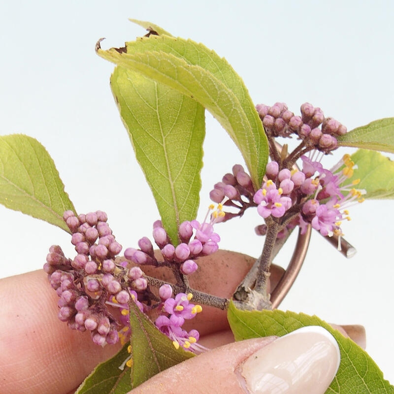 Bonsai na świeżym powietrzu - piękna roślina - obfitość Callicarpa bodinierova