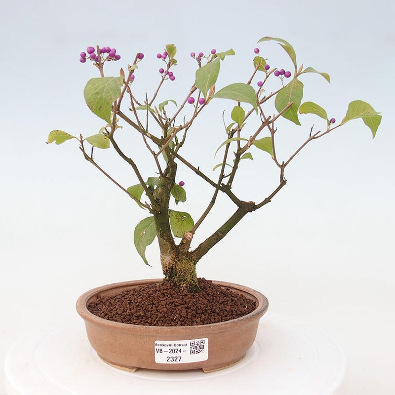 Outdoor bonsai - callicarpa jap Leucocarpa