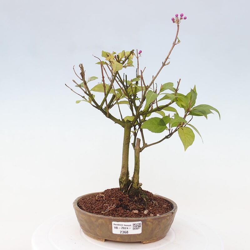 Outdoor bonsai - callicarpa jap Leucocarpa