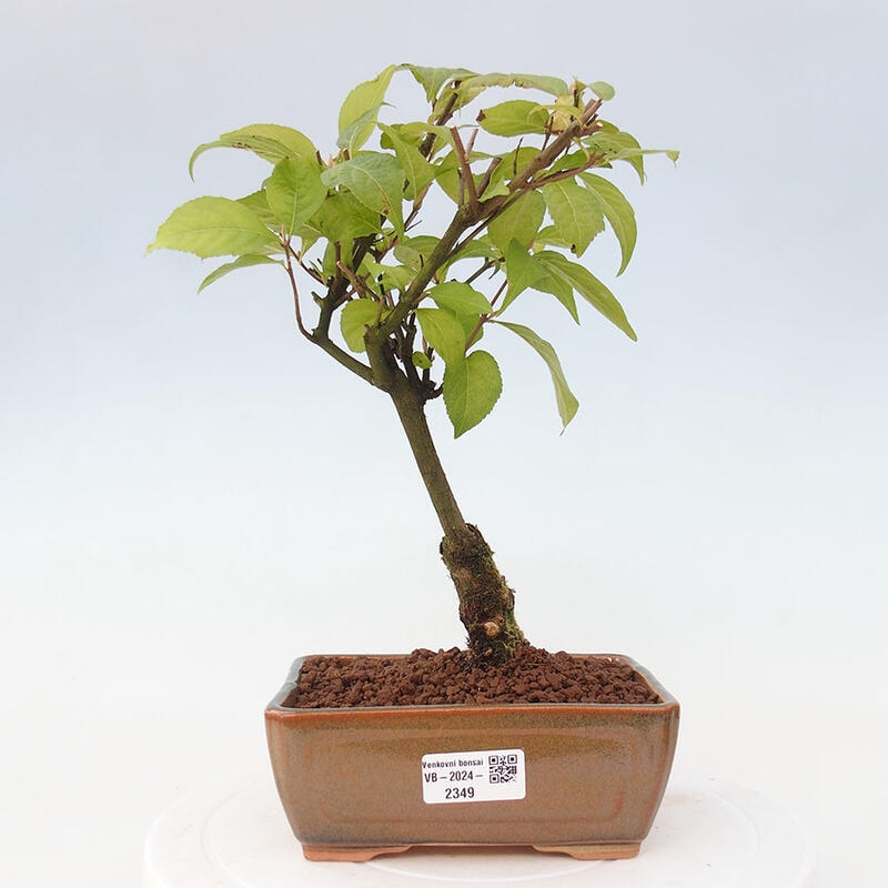 Outdoor bonsai - callicarpa jap Leucocarpa