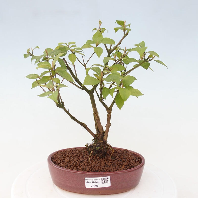 Outdoor bonsai - callicarpa jap Leucocarpa