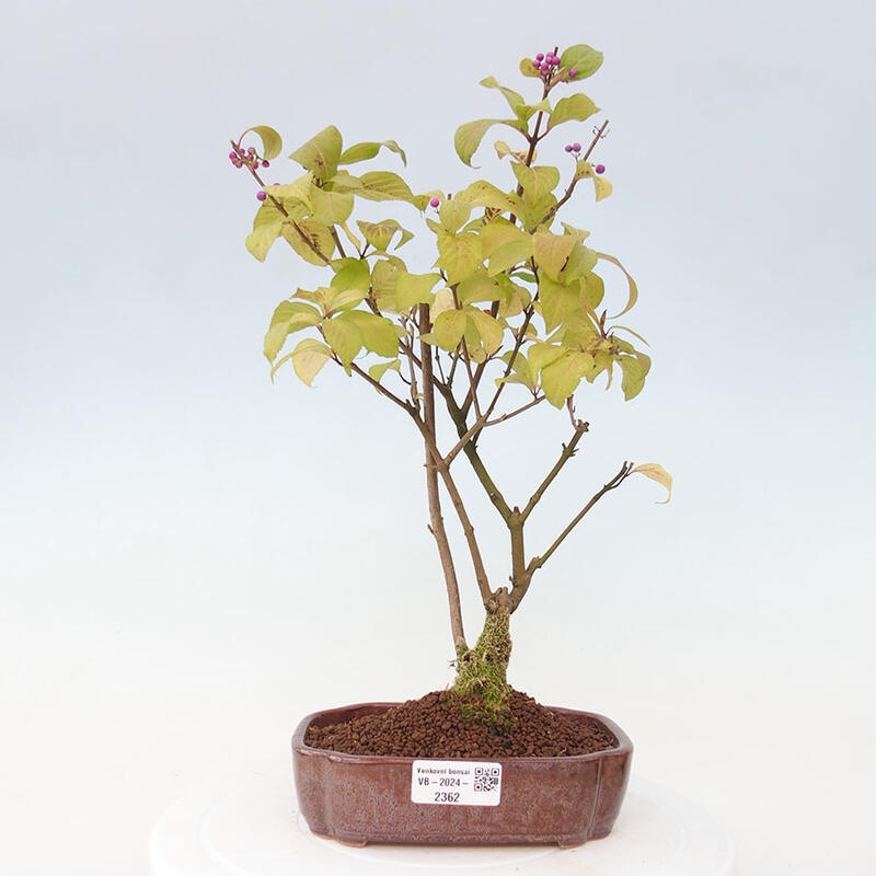 Outdoor bonsai - callicarpa jap Leucocarpa