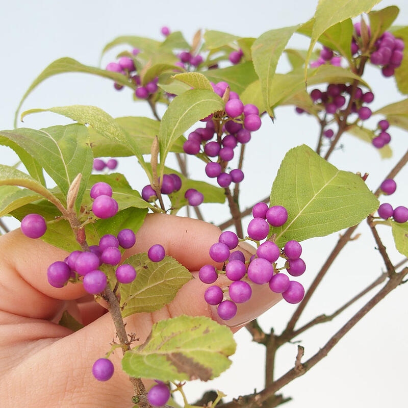 Outdoor bonsai - callicarpa jap Leucocarpa