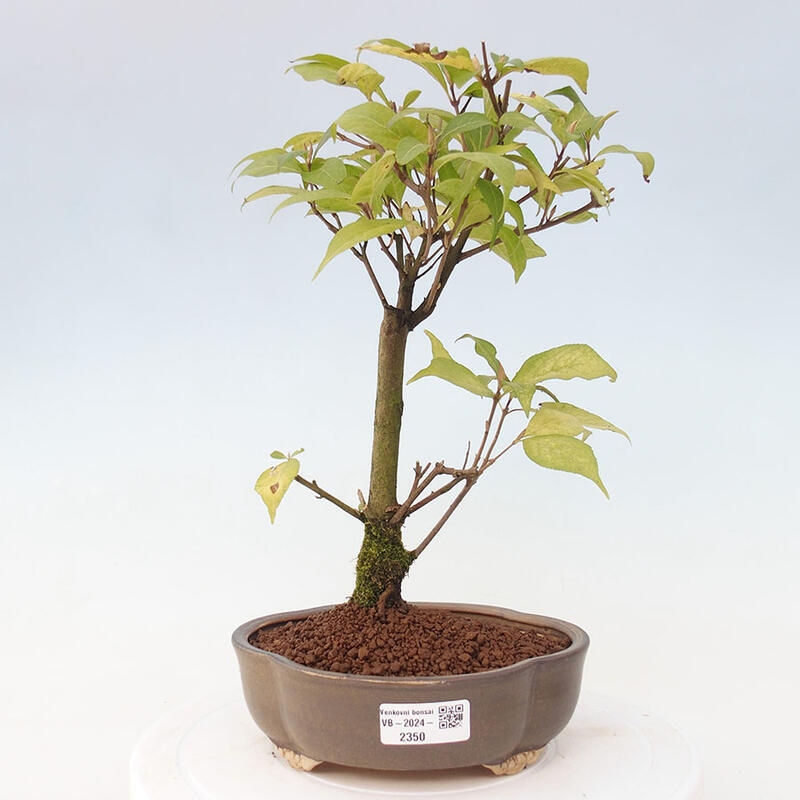 Outdoor bonsai - callicarpa jap Leucocarpa