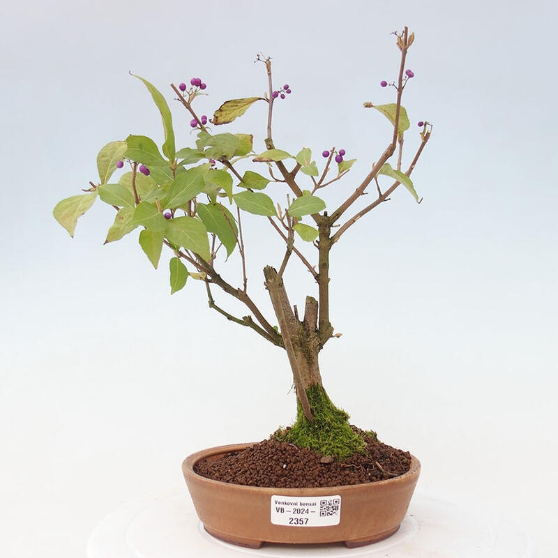 Outdoor bonsai - callicarpa jap Leucocarpa