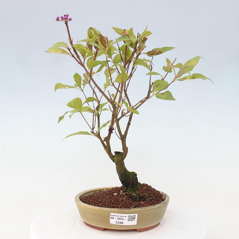 Outdoor bonsai - callicarpa jap Leucocarpa