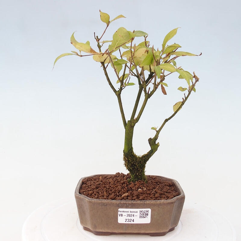 Outdoor bonsai - callicarpa jap Leucocarpa