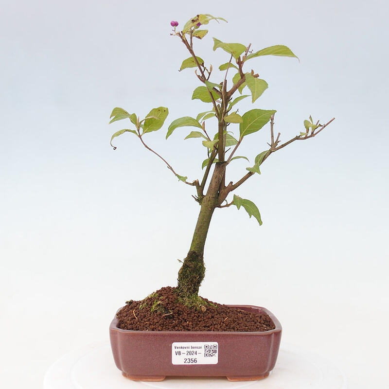 Outdoor bonsai - callicarpa jap Leucocarpa