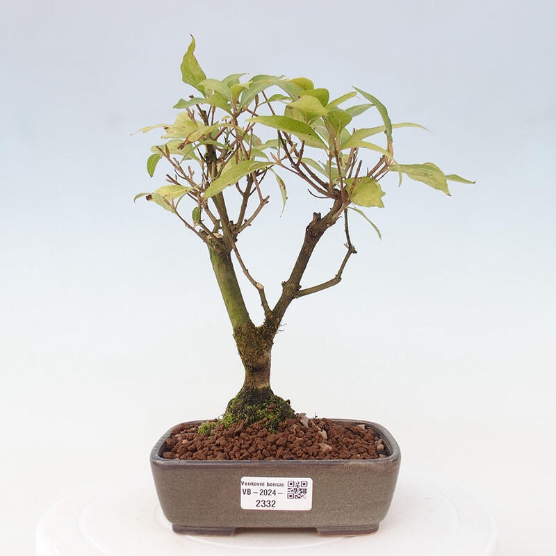 Outdoor bonsai - callicarpa jap Leucocarpa