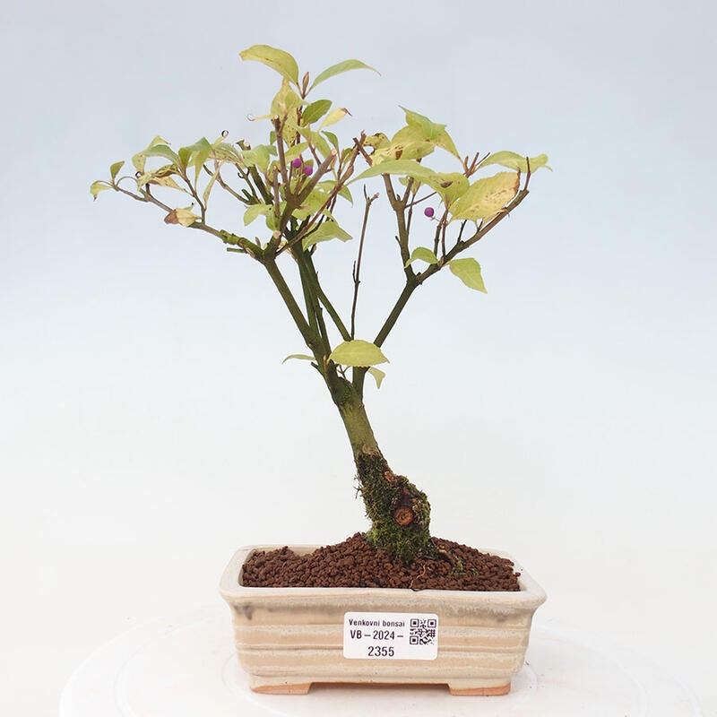 Outdoor bonsai - callicarpa jap Leucocarpa