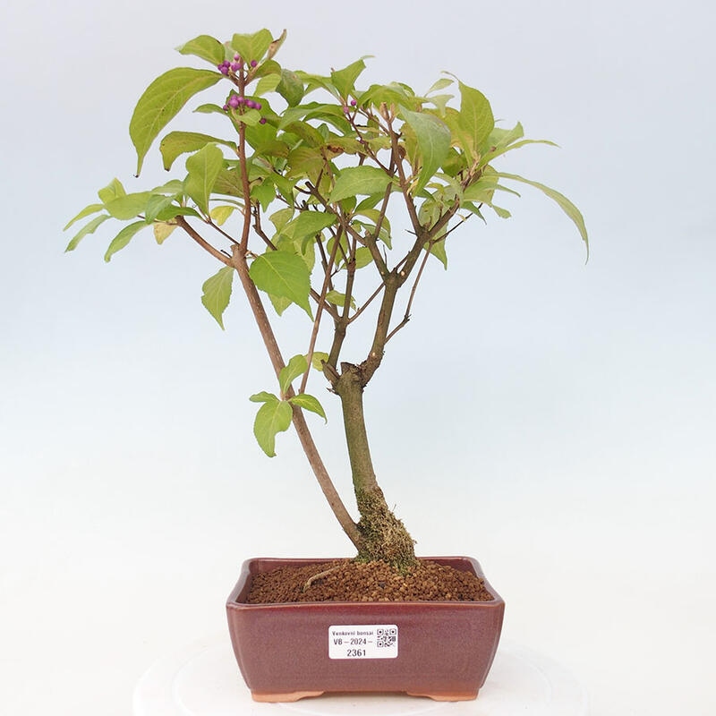 Outdoor bonsai - callicarpa jap Leucocarpa