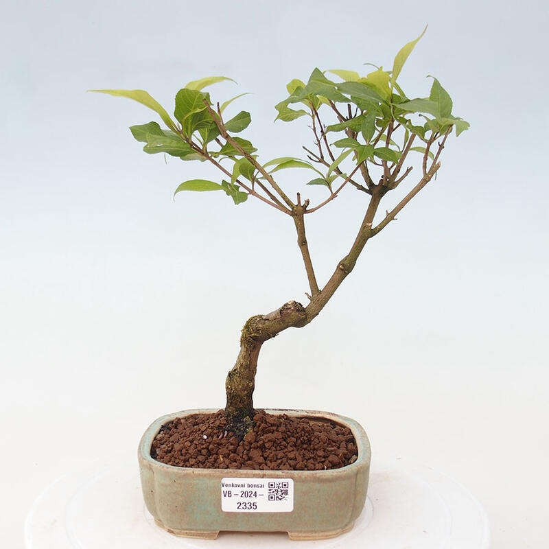 Outdoor bonsai - callicarpa jap Leucocarpa