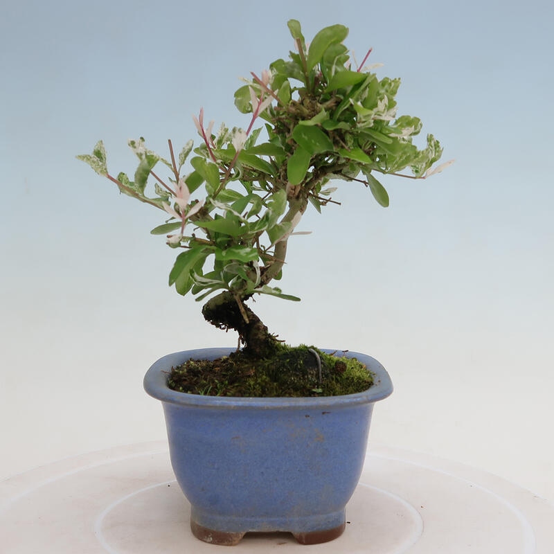 Outdoor bonsai - Ligustrum obtusifolium - Dziób ptasi o matowych liściach