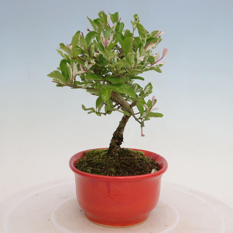 Outdoor bonsai - Ligustrum obtusifolium - Dziób ptasi o matowych liściach