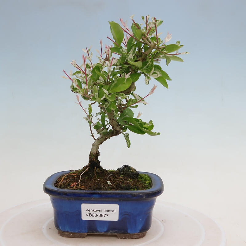 Outdoor bonsai - Ligustrum obtusifolium - Dziób ptasi o matowych liściach