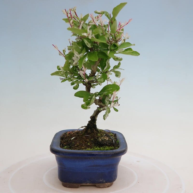 Outdoor bonsai - Ligustrum obtusifolium - Dziób ptasi o matowych liściach