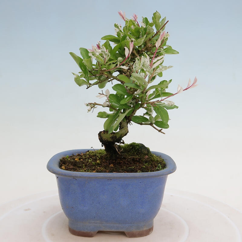 Outdoor bonsai - Ligustrum obtusifolium - Dziób ptasi o matowych liściach