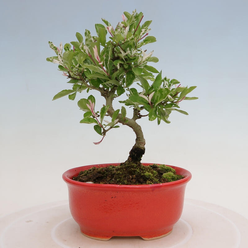 Outdoor bonsai - Ligustrum obtusifolium - Dziób ptasi o matowych liściach