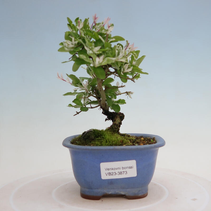 Outdoor bonsai - Ligustrum obtusifolium - Dziób ptasi o matowych liściach