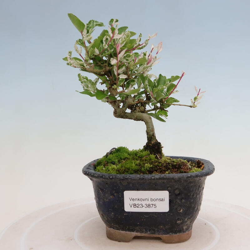 Outdoor bonsai - Ligustrum obtusifolium - Dziób ptasi o matowych liściach