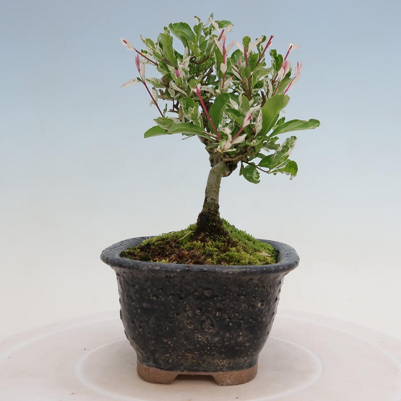 Outdoor bonsai - Ligustrum obtusifolium - Dziób ptasi o matowych liściach