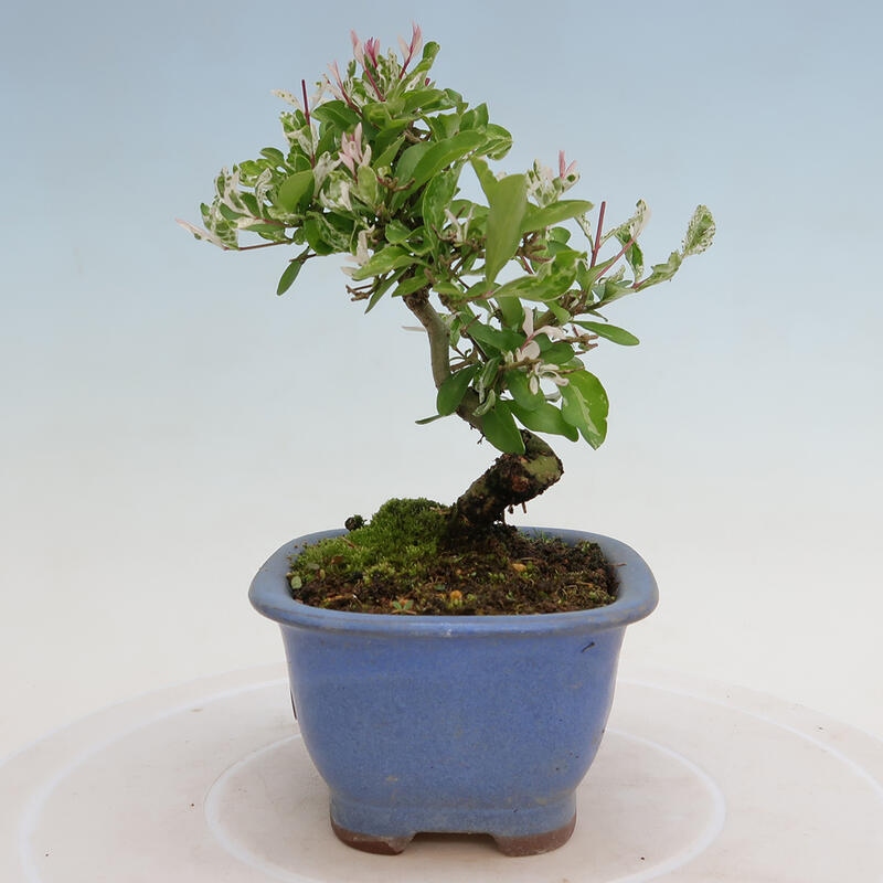 Outdoor bonsai - Ligustrum obtusifolium - Dziób ptasi o matowych liściach