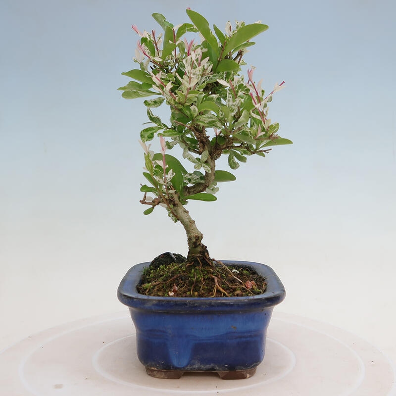 Outdoor bonsai - Ligustrum obtusifolium - Dziób ptasi o matowych liściach