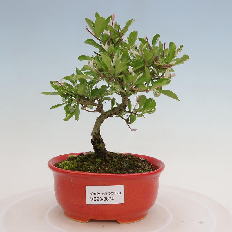 Outdoor bonsai - Ligustrum obtusifolium - Dziób ptasi o matowych liściach