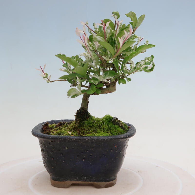 Outdoor bonsai - Ligustrum obtusifolium - Dziób ptasi o matowych liściach