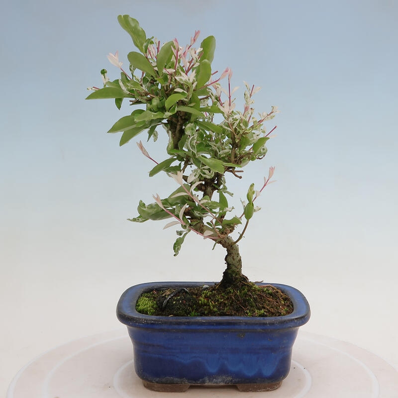 Outdoor bonsai - Ligustrum obtusifolium - Dziób ptasi o matowych liściach