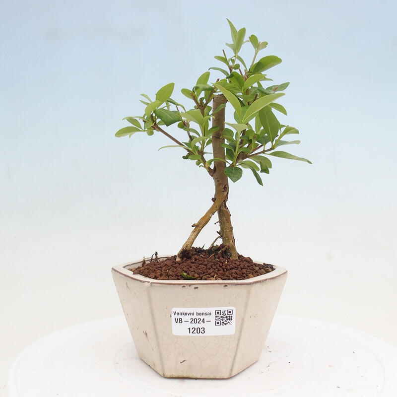 Outdoor bonsai - Ligustrum vulgare - Widok z lotu ptaka