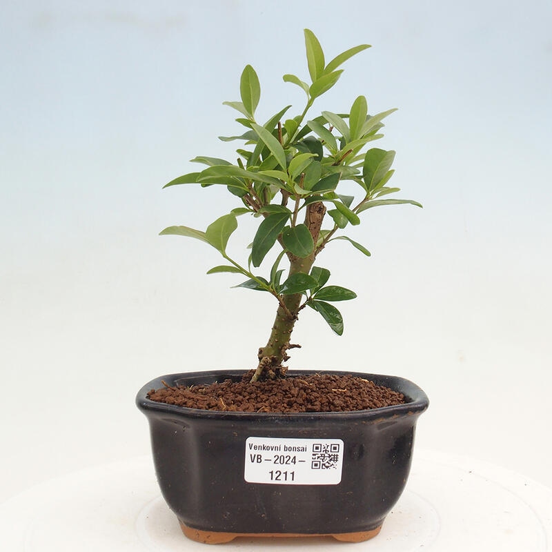 Outdoor bonsai - Ligustrum vulgare - Widok z lotu ptaka