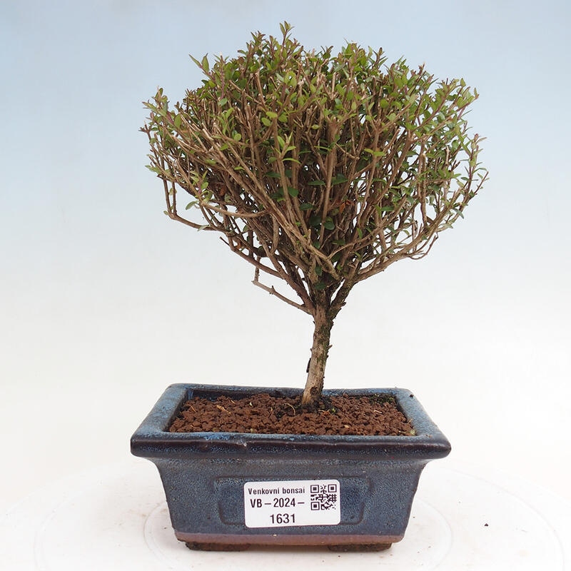 Odkryty bonsai-Lonicera nitida Twiggy -Wiciokrzew