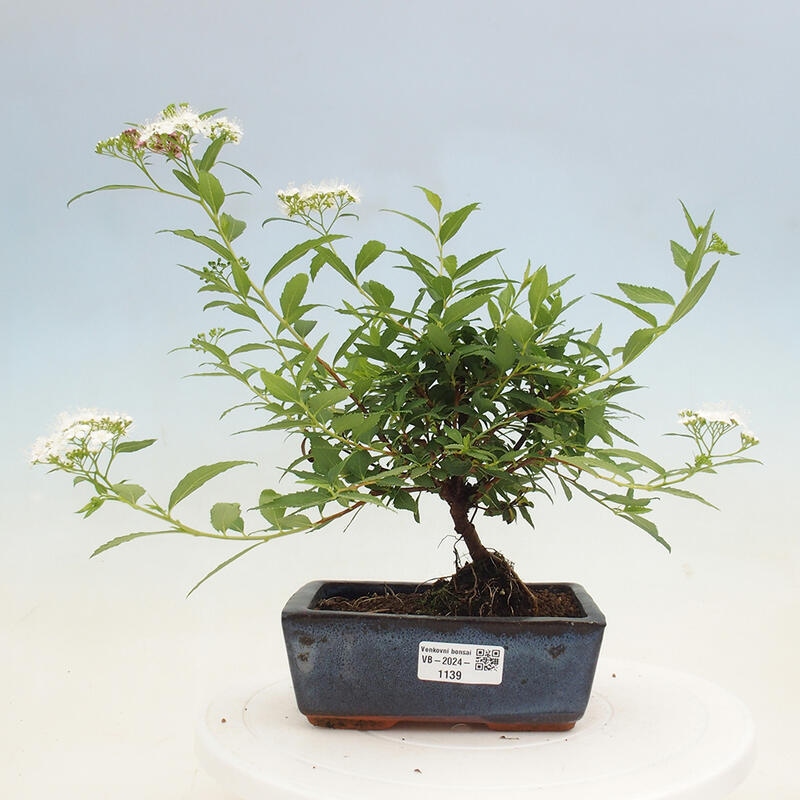 Outdoor bonsai - Spirea japonica GENPSI