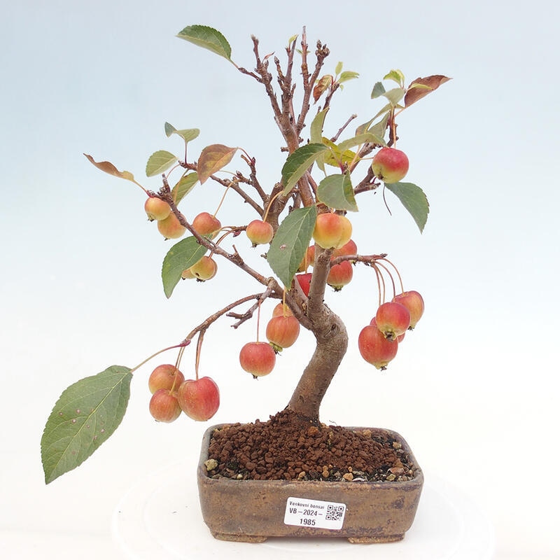 Bonsai plenerowe - Malus Halliana - Jabłoń drobnoowocowa