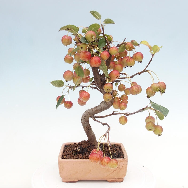 Bonsai plenerowe - Malus Halliana - Jabłoń drobnoowocowa