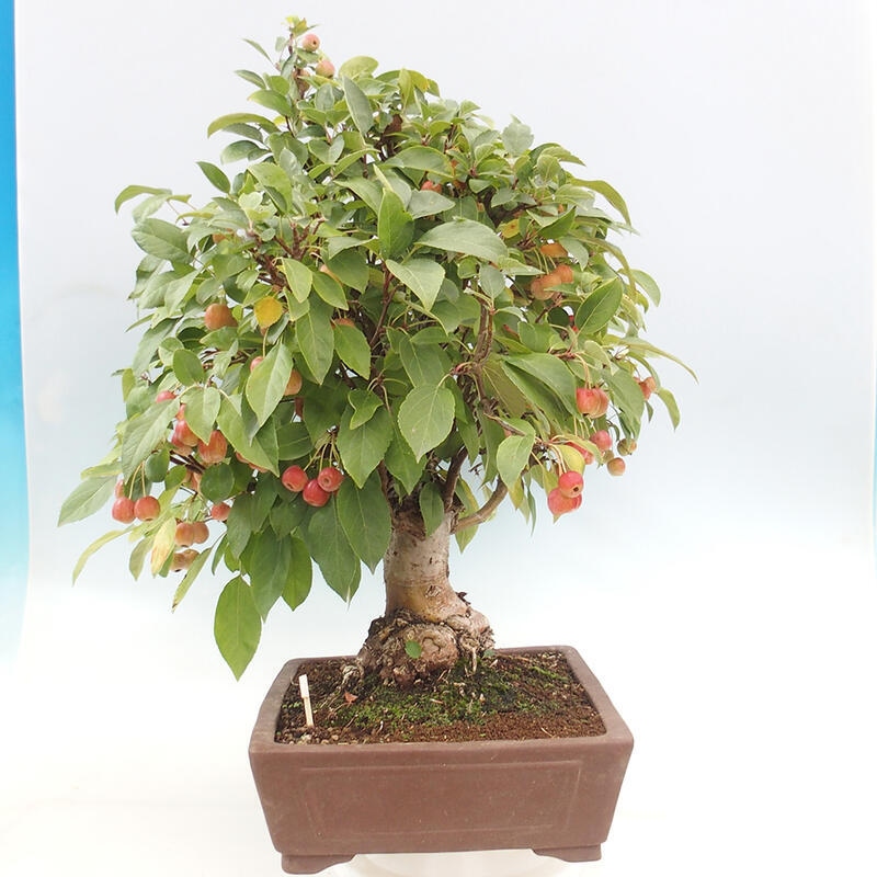 Bonsai plenerowe - Malus Halliana - Jabłoń drobnoowocowa