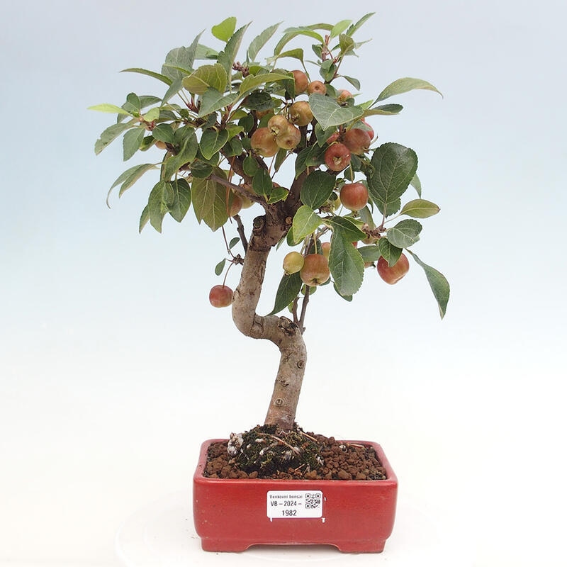 Bonsai plenerowe - Malus Halliana - Jabłoń drobnoowocowa