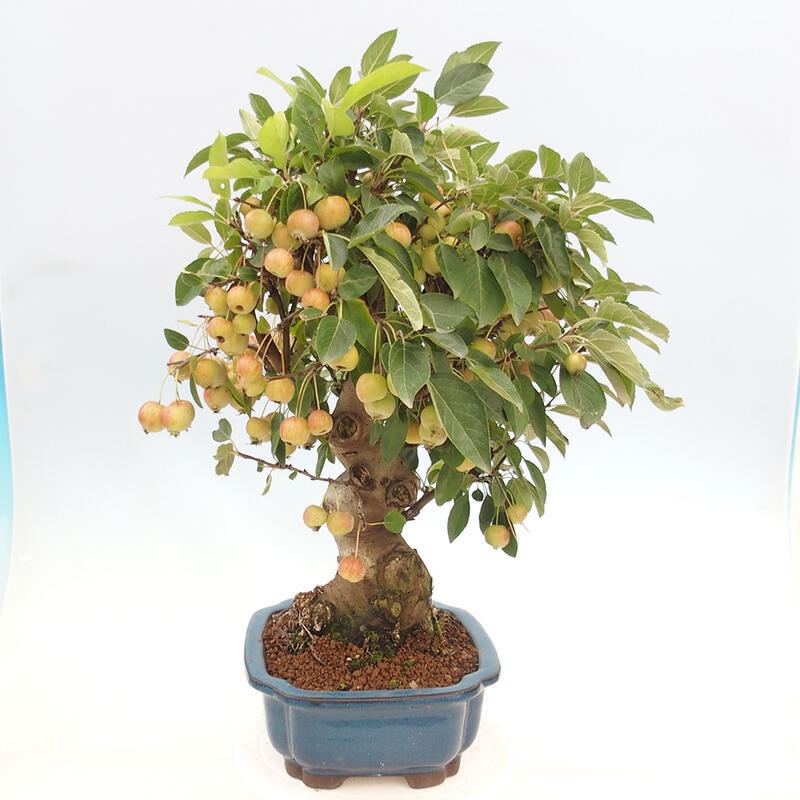 Bonsai plenerowe - Malus Halliana - Jabłoń drobnoowocowa