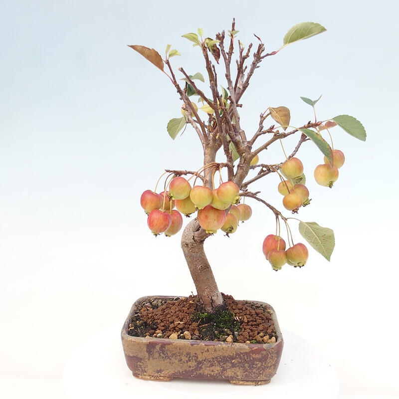 Bonsai plenerowe - Malus Halliana - Jabłoń drobnoowocowa