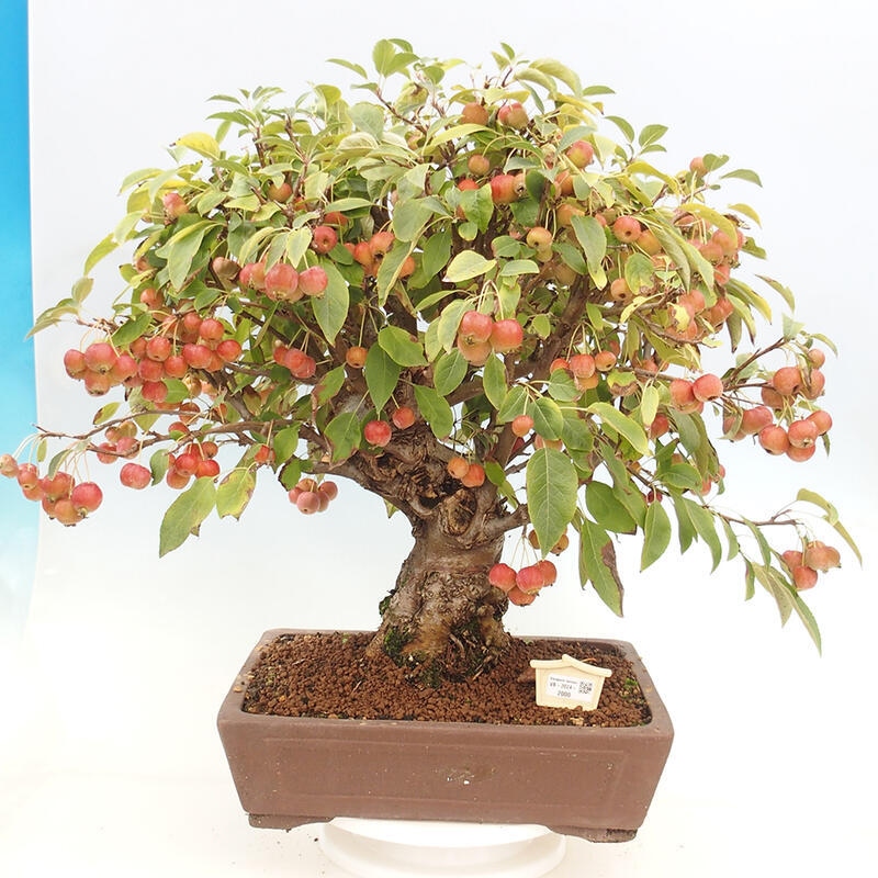 Bonsai plenerowe - Malus Halliana - Jabłoń drobnoowocowa