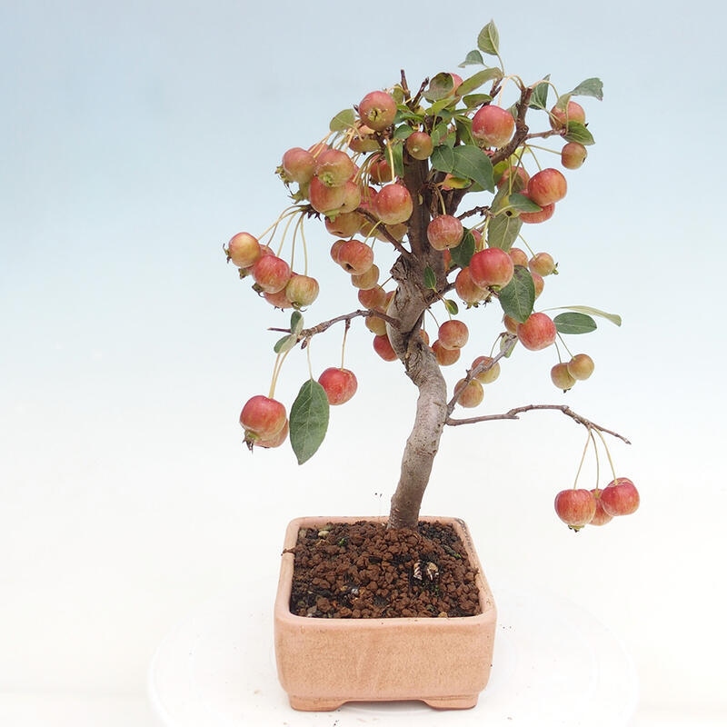 Bonsai plenerowe - Malus Halliana - Jabłoń drobnoowocowa