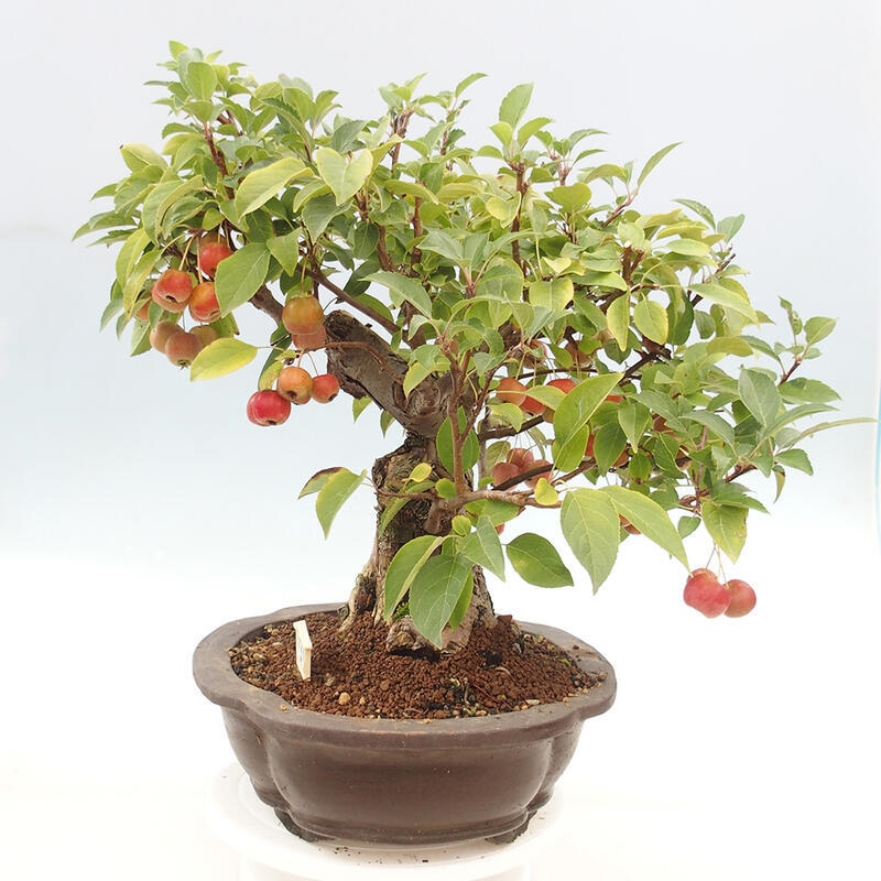 Bonsai plenerowe - Malus Halliana - Jabłoń drobnoowocowa