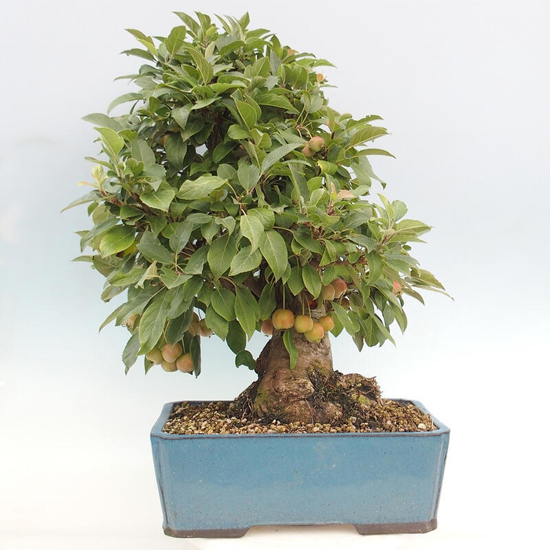 Bonsai plenerowe - Malus Halliana - Jabłoń drobnoowocowa