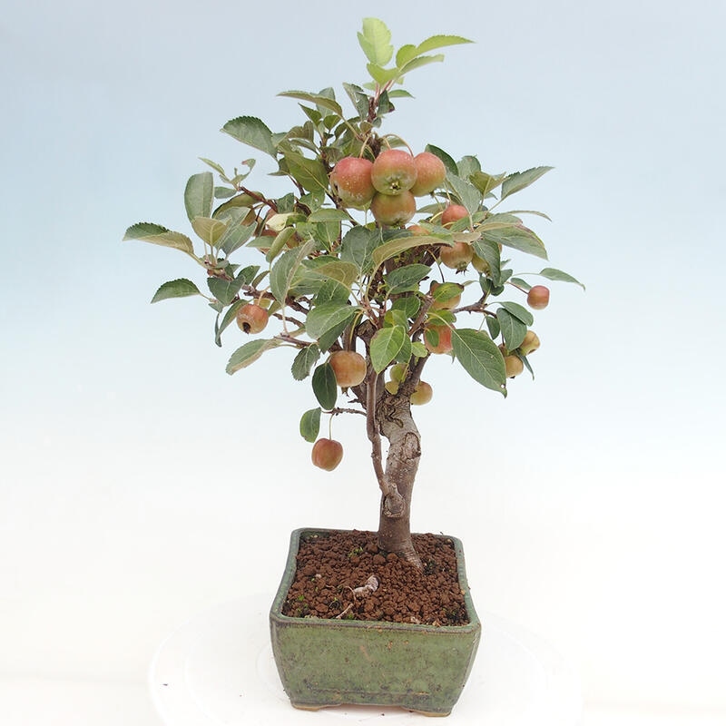 Bonsai plenerowe - Malus Halliana - Jabłoń drobnoowocowa