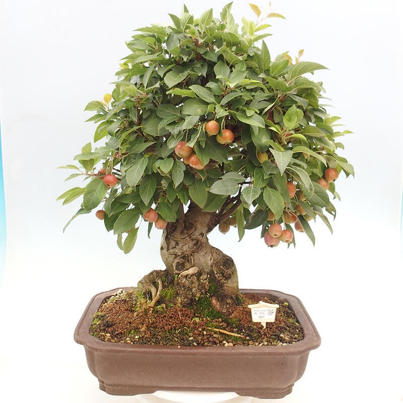 Bonsai plenerowe - Malus Halliana - Jabłoń drobnoowocowa