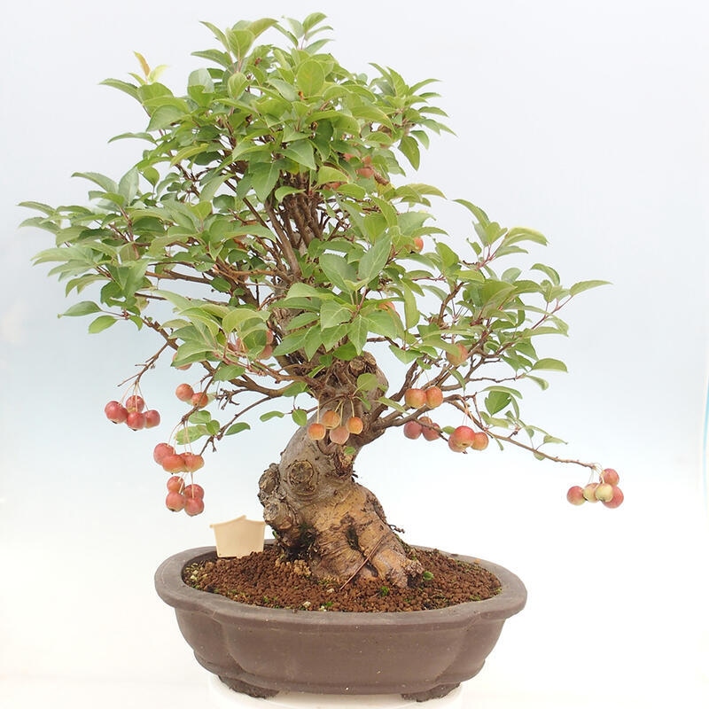 Bonsai plenerowe - Malus Halliana - Jabłoń drobnoowocowa